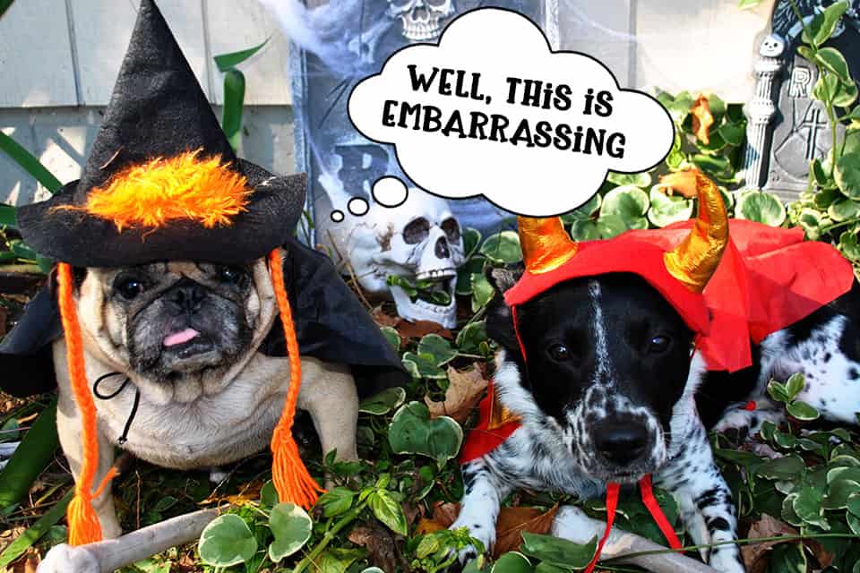 Two dogs in Halloween costumes