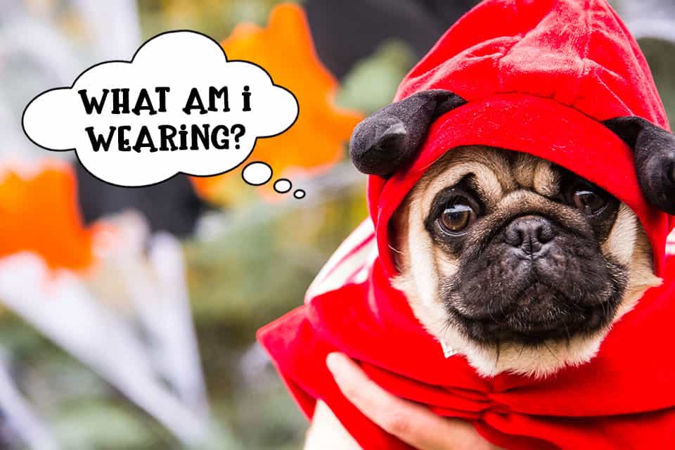 Dog wearing Halloween costume