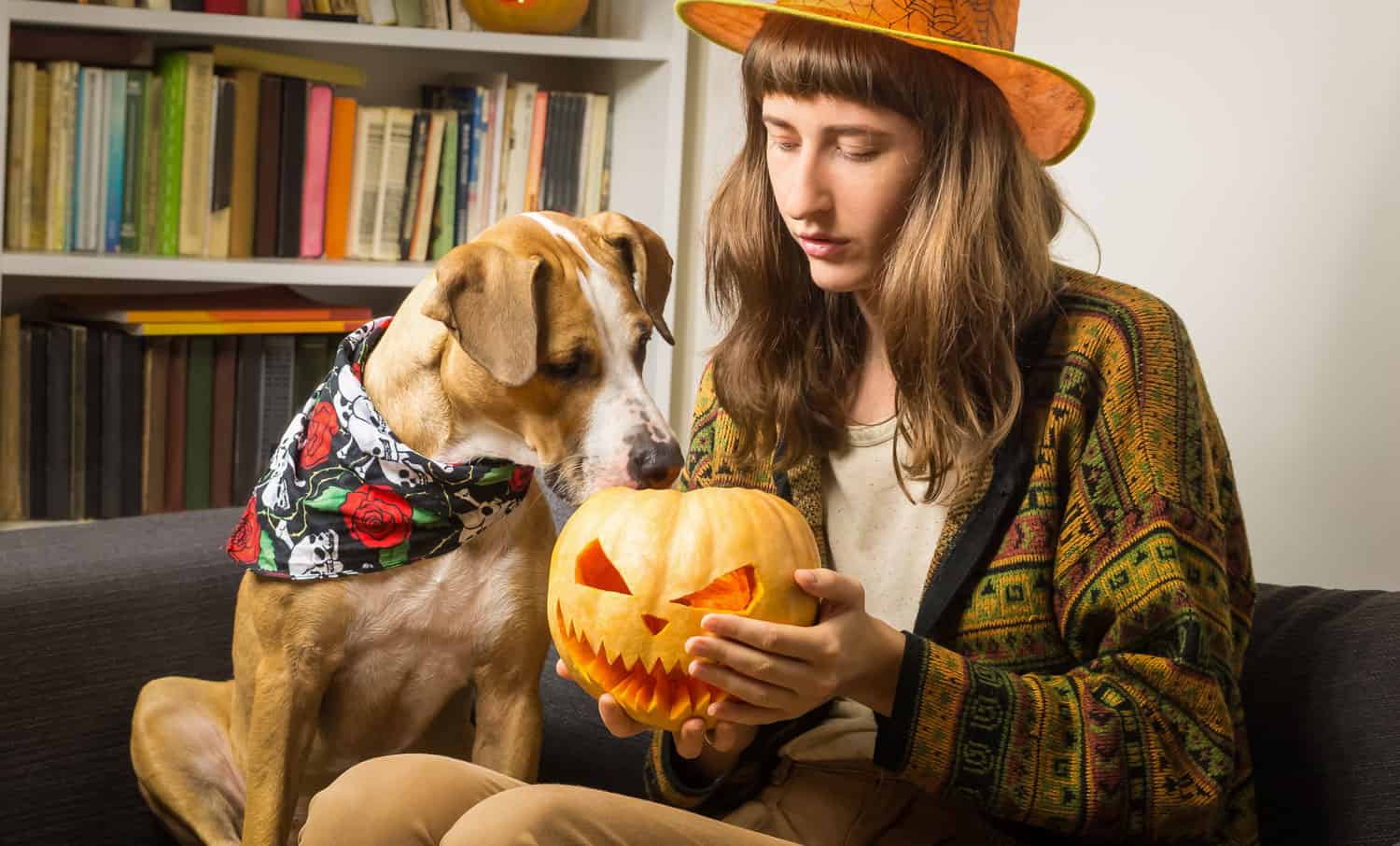 10 Halloween dog movies to watch with your dog