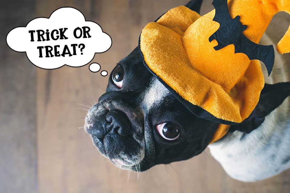 11 Hilarious Halloween Costumes for Dogs