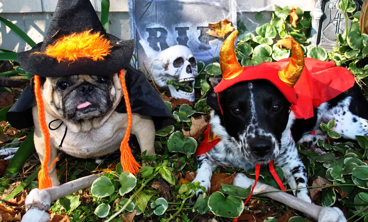 Top Tips to Keep Your Dog Safe at Halloween