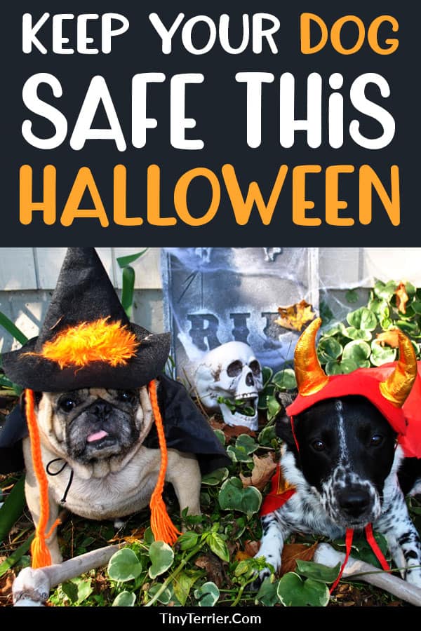 How can you keep your dog safe at Halloween? Follow these tips for a safe and happy Halloween with your dog. Halloween safety tips for dog owners. #Halloween #HalloweenDogs