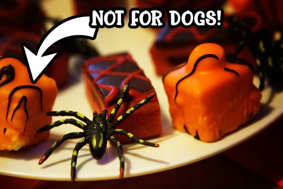 No chocolate for dogs this Halloween