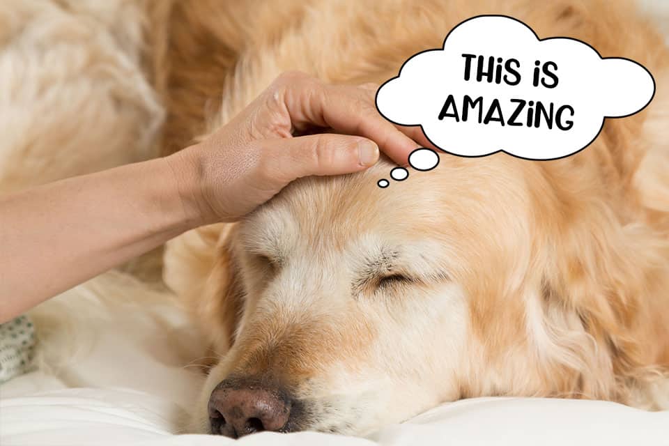 Golden retriever in bed being stroked