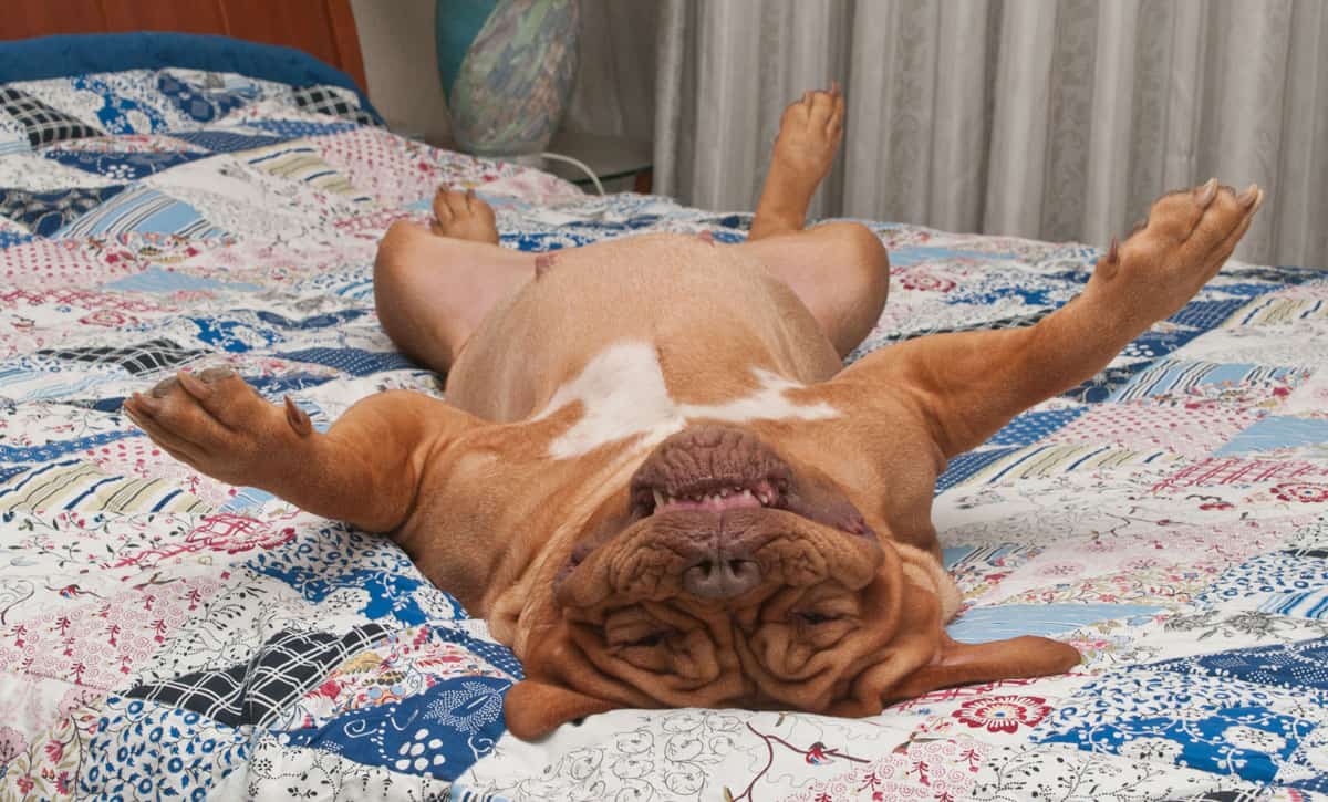 Should you Let your Dog Sleep in your Bed?