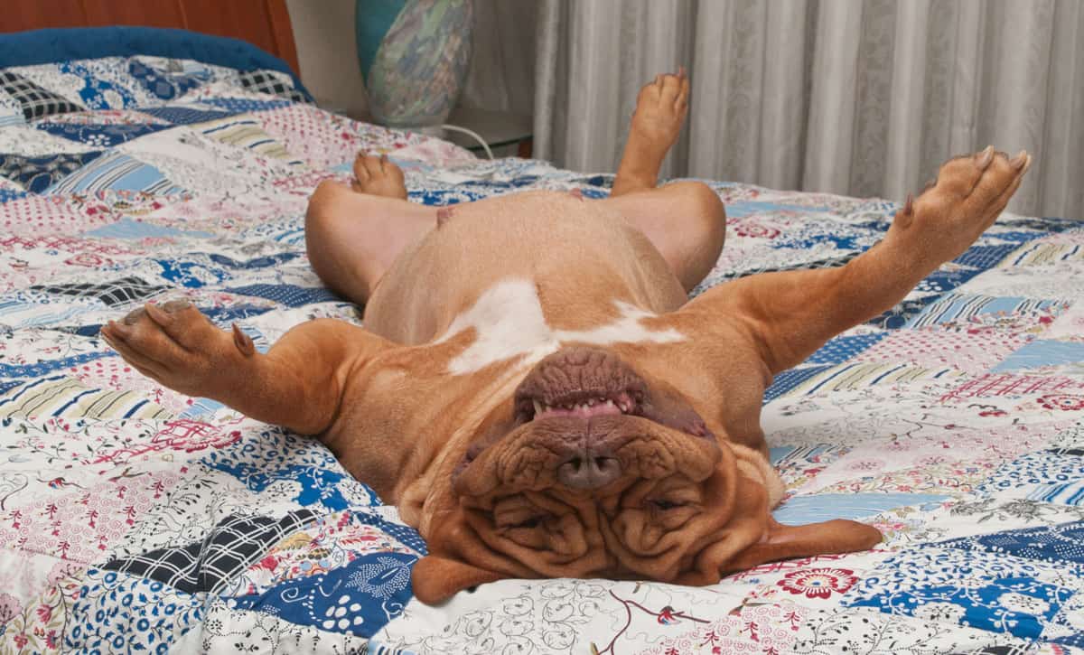 Should your dog sleep 2024 in bed with you