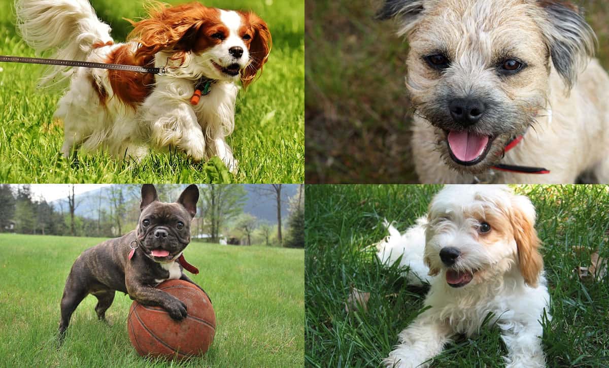 The best small 2024 dog breeds for families