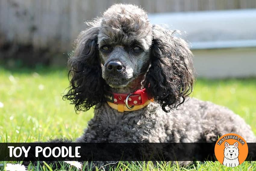 toy poodle