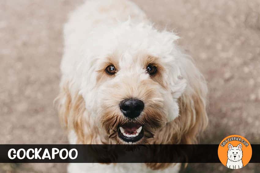 Cockapoo