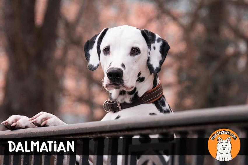 Dalmatian