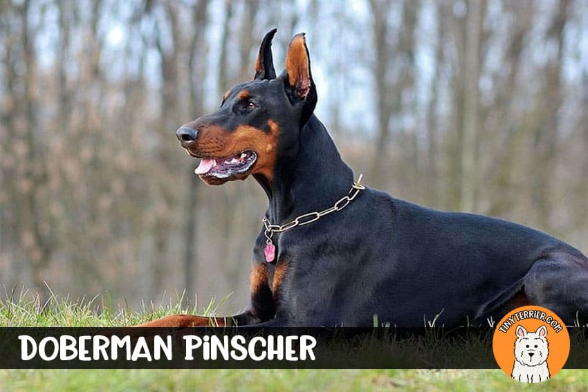 Doberman Pinscher