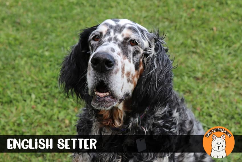 English Setter