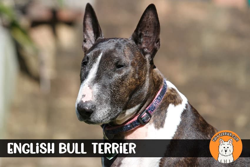 English bull terrier