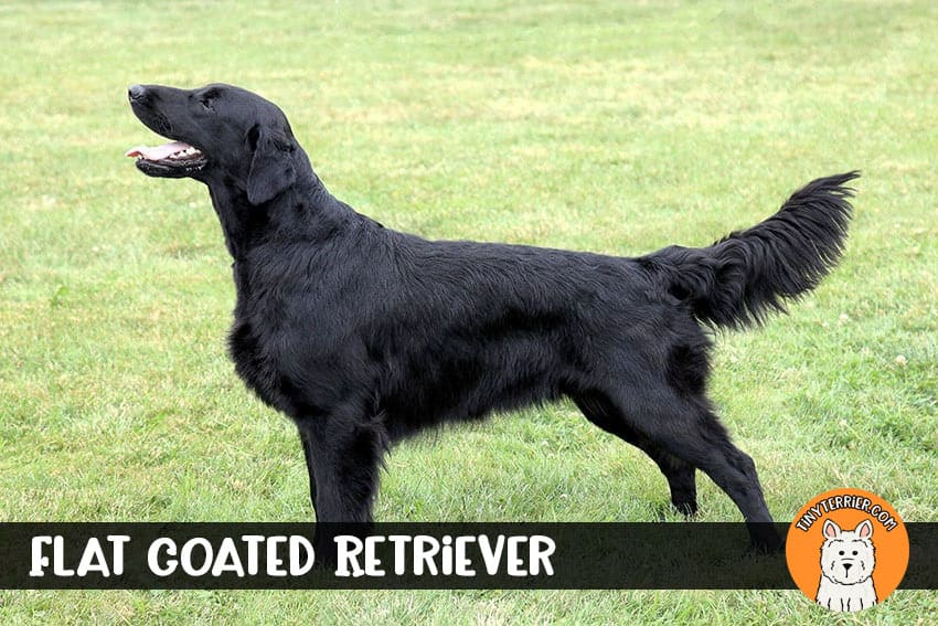 Flat Coated Retriever