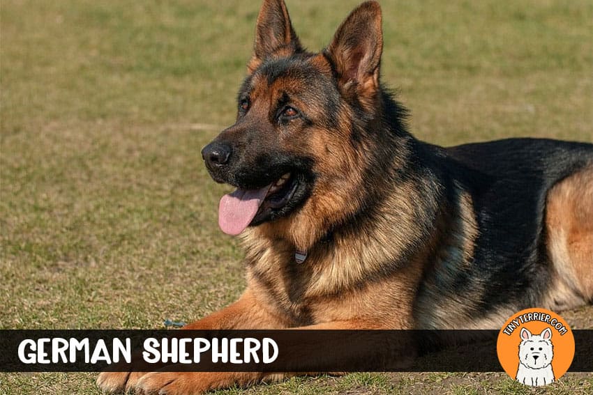 German Shepherd