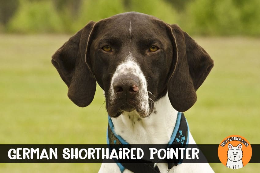 German Shorthaired Pointer