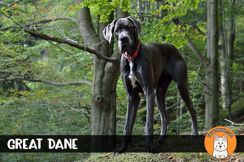 Great Dane