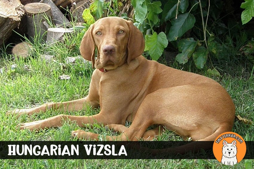 Hungarian Vizsla