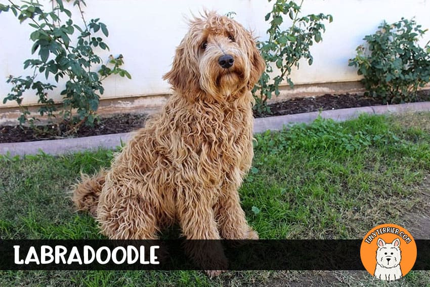 Labradoodle