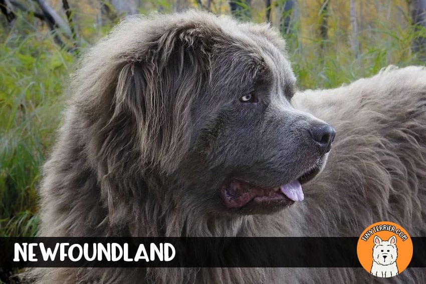 Newfoundland