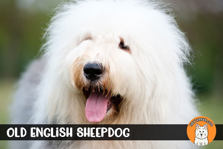 Old English Sheepdog