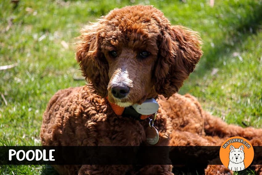 Standard poodle