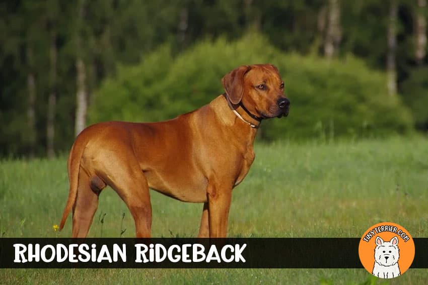 Rhodesian Ridgeback