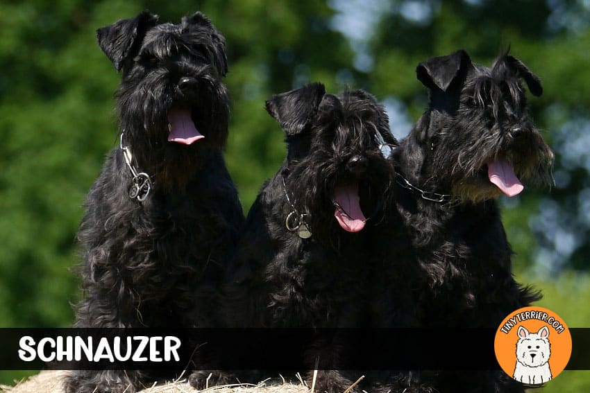 Schnauzer