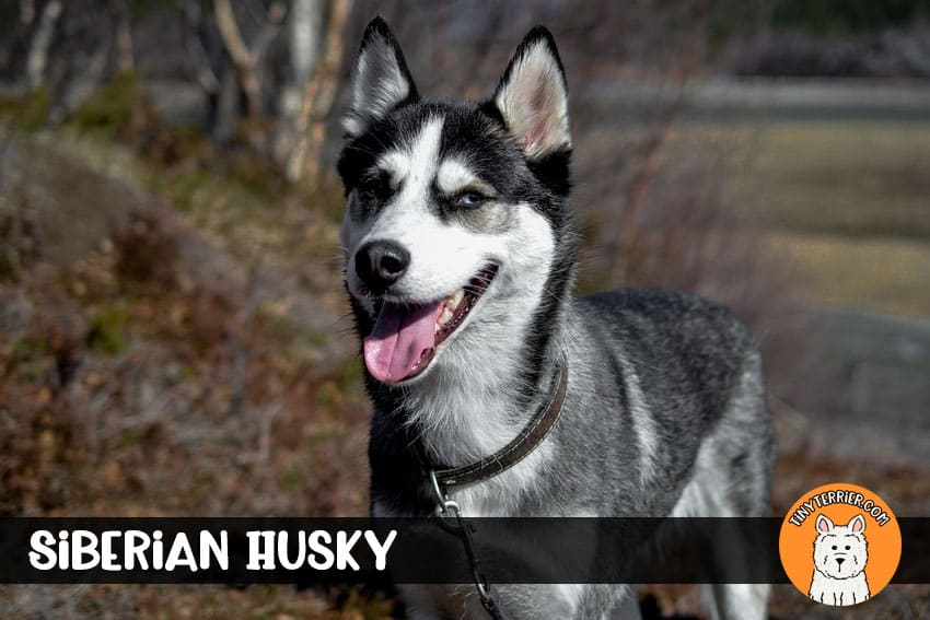 Siberian Husky