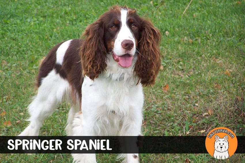 Springer spaniel