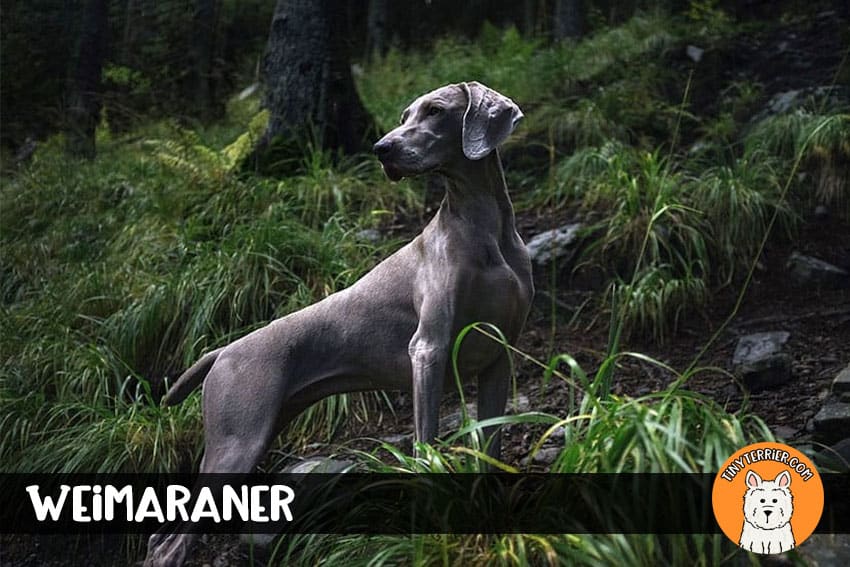 Weimaraner