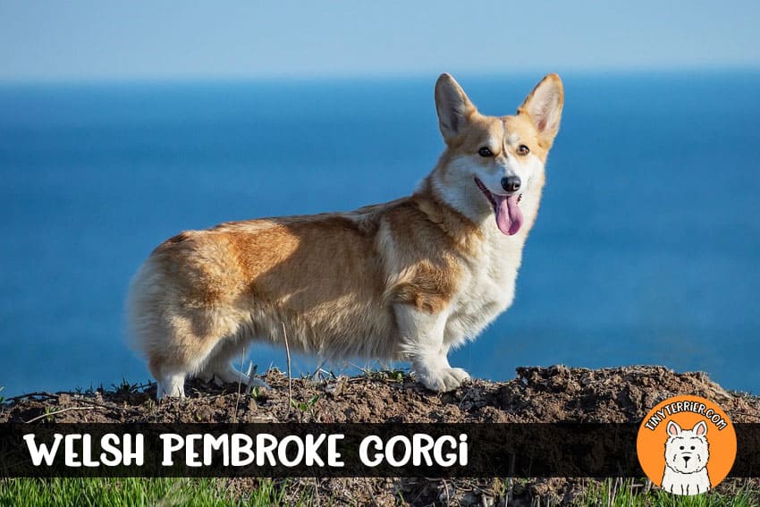 Welsh Pembroke Corgi