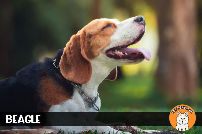 beagle