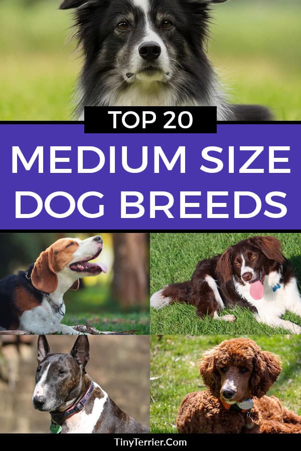 Top 20 Best Medium Dog Breeds