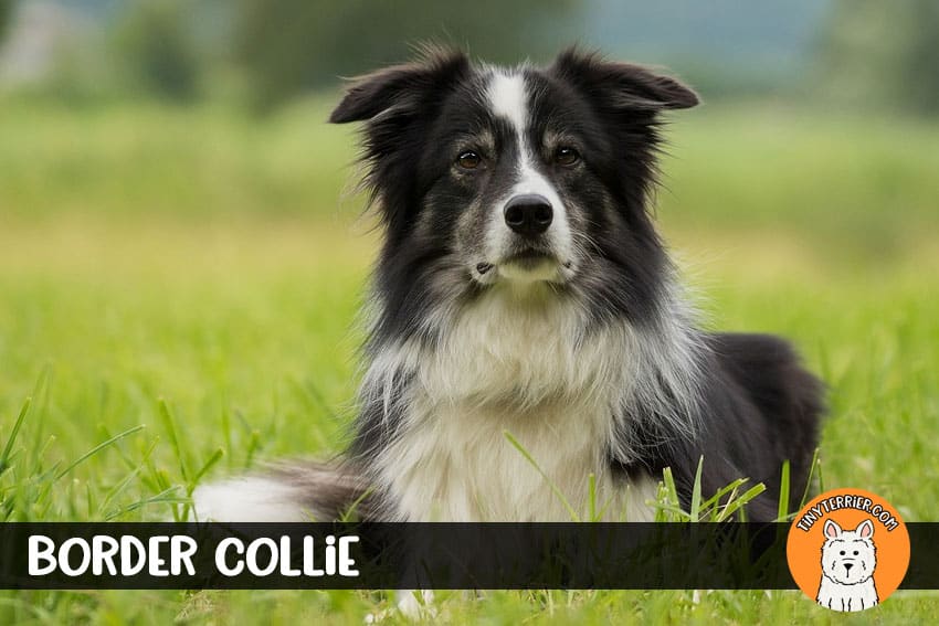 border collie