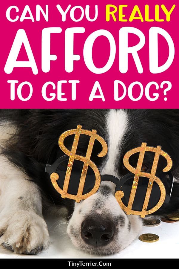 How much does it cost to own a dog? How much do dogs cost over a lifetime? Learn the hidden costs of getting a dog & how much dog ownership REALLY costs! #dogs