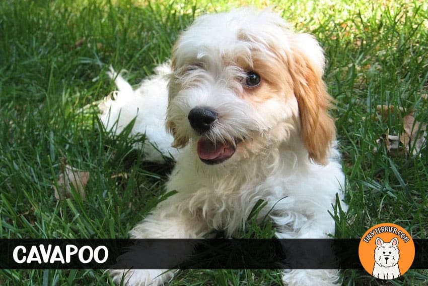 cavapoo