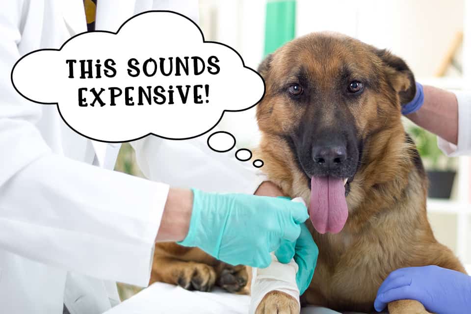 Dog being treated by the vet