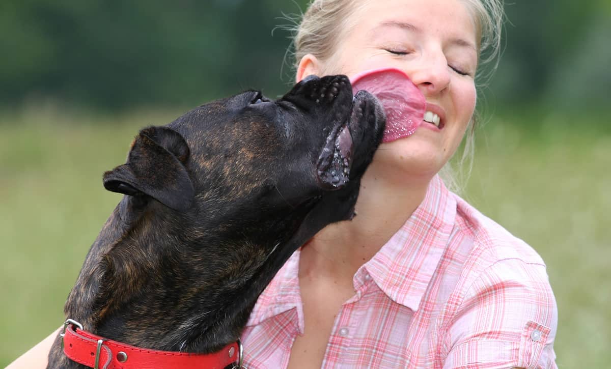 Why do Dogs Lick you? Top 5 Reasons for Dog Licking Tiny Terrier