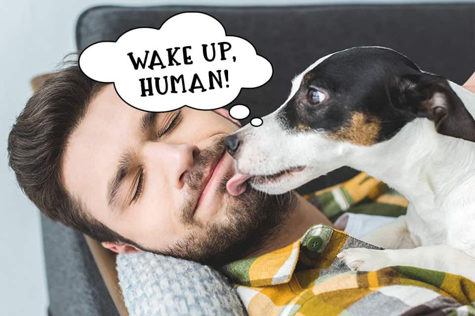 Why do dogs lick you to wake you up