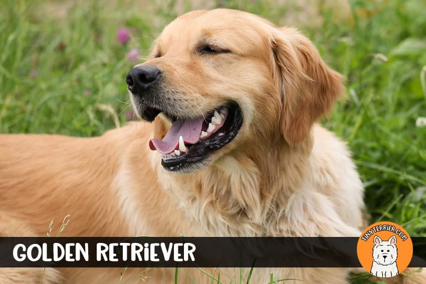 golden retriever