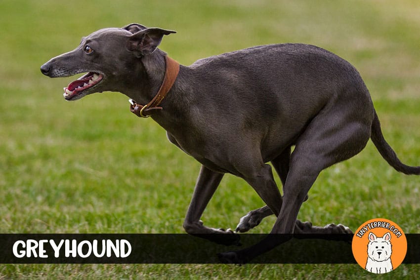 greyhound