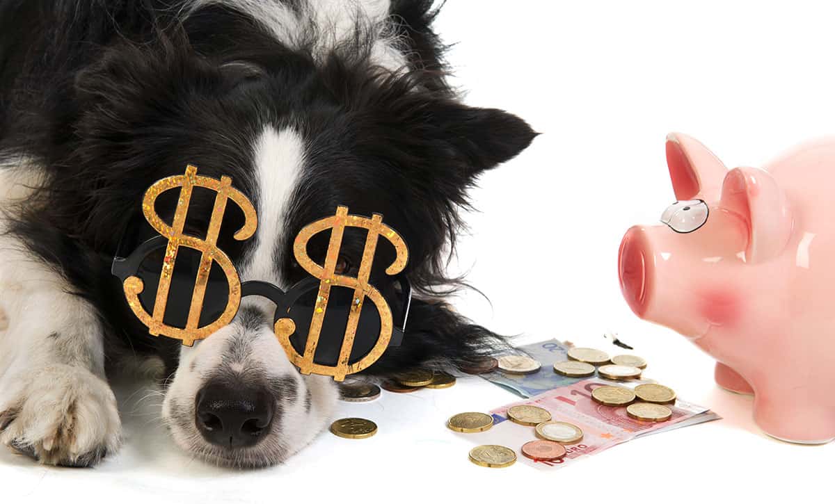 Can you Afford a Dog? Discover 14 Hidden Costs When Getting a New Dog