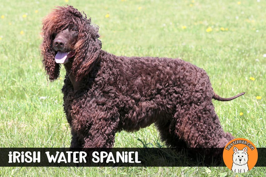 irish water spaniel