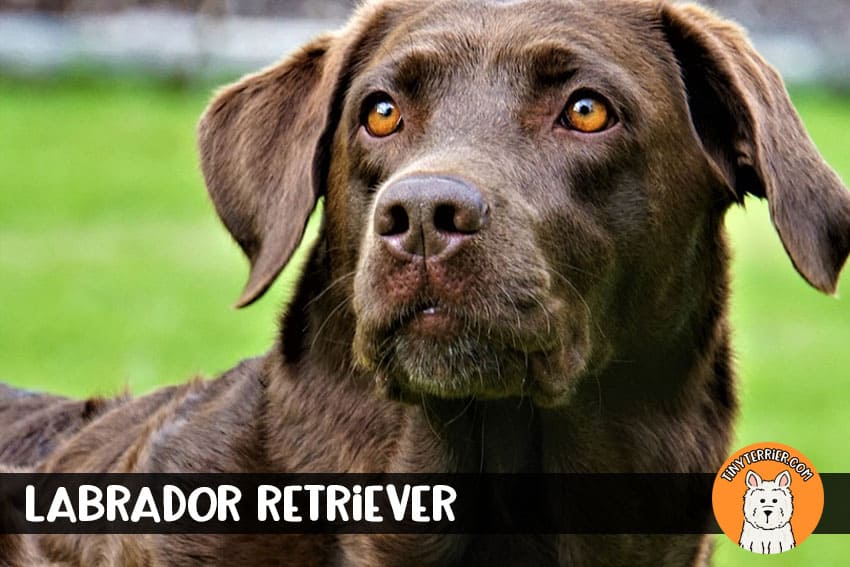 labrador retriever