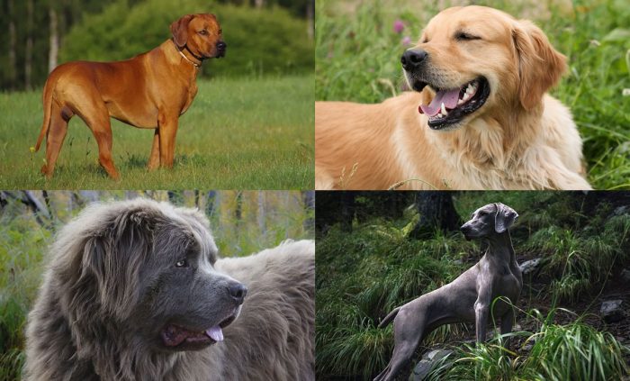 large companion dog breeds