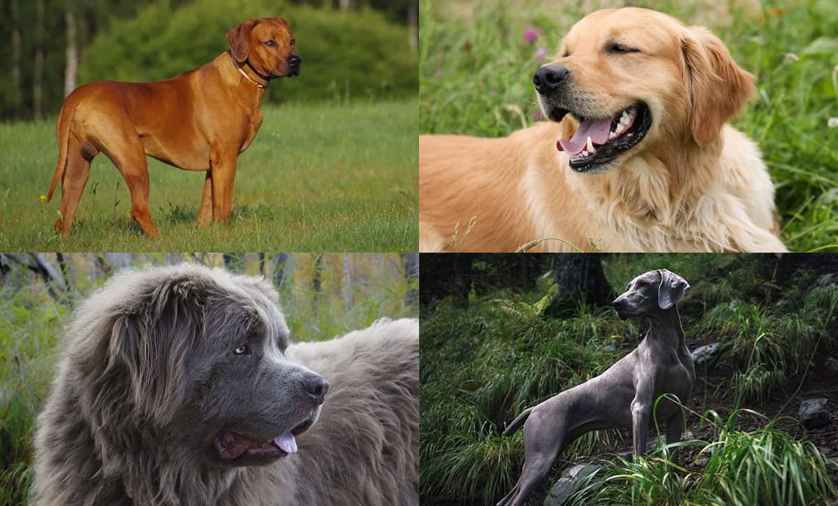 Best large breed clearance dogs