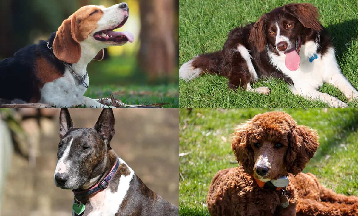 The Smartest Mid-Size Dog Breeds