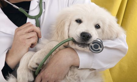 Should you buy pet insurance for your dog?