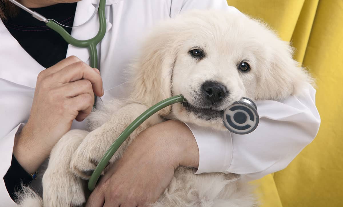 Should You Buy Pet Insurance